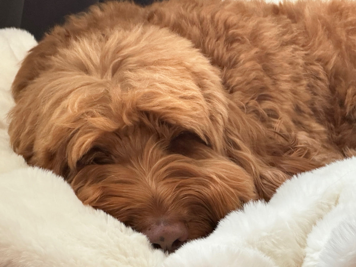 Dog’s Comfort